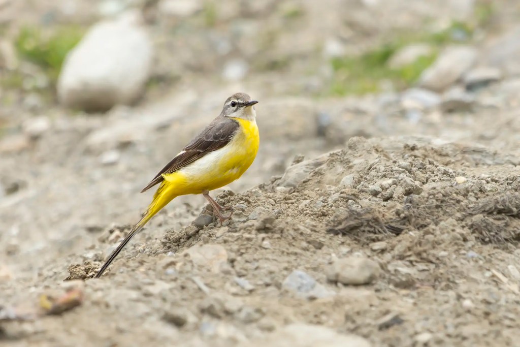 Gray Wagtail standing on rocky ground with a blurred background in Gumri Ladakh