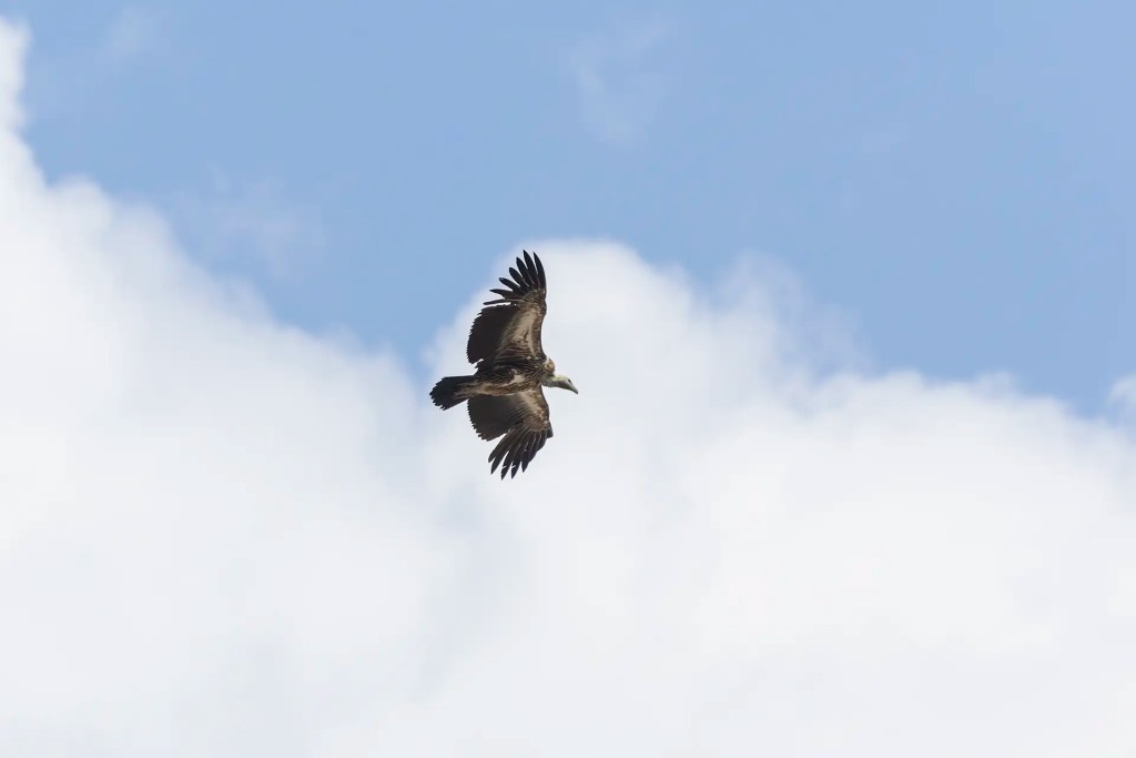 Himalayan Griffon in flight against a blue sky with clouds near Zoji La Ladakh