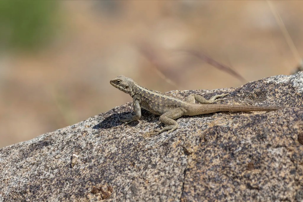 Himalayan Rock Agama resting on a rock with small flowers and rocky terrain in the background near Batalik Ladakh