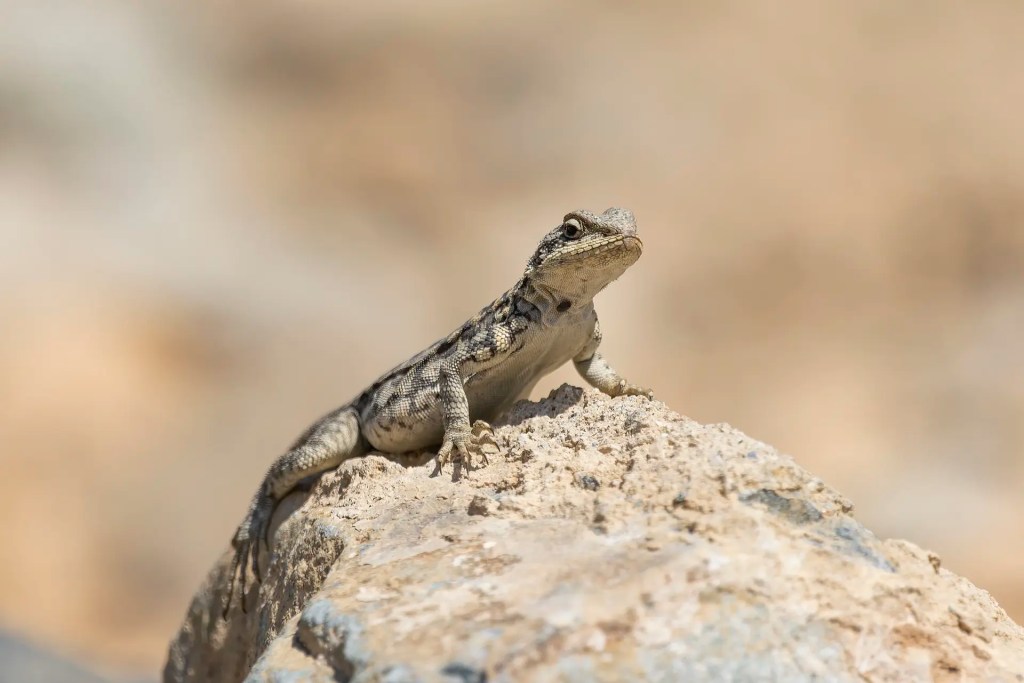 Himalayan Rock Agama resting on a rock with small flowers and rocky terrain in the background near Batalik Ladakh