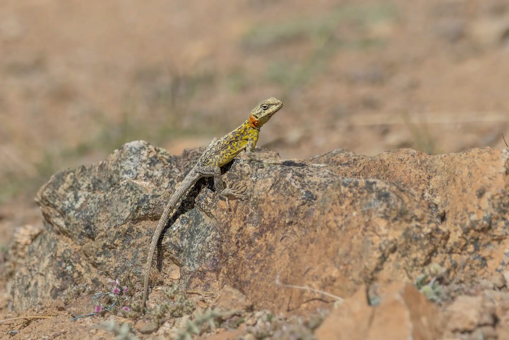 Himalayan Rock Agama resting on a rock with small flowers and rocky terrain in the background near Batalik Ladakh