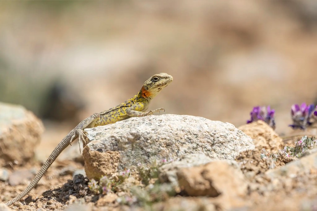 Himalayan Rock Agama resting on a rock with small flowers and rocky terrain in the background near Batalik Ladakh