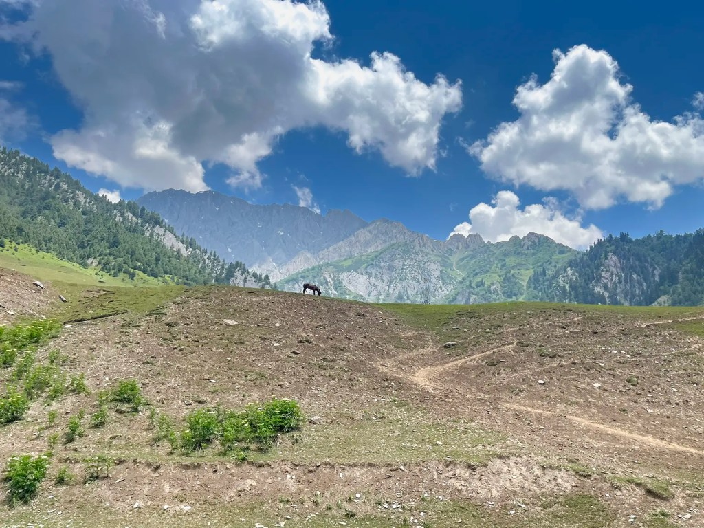 Horse grazing on a grassy alpine slope with mountains and clouds in the background near Sonmarg Kashmir