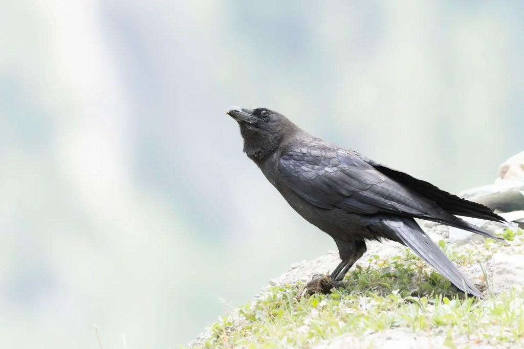 Large-billed Crow standing on a grassy slope with a blurred mountain background at Zoji La Ladakh