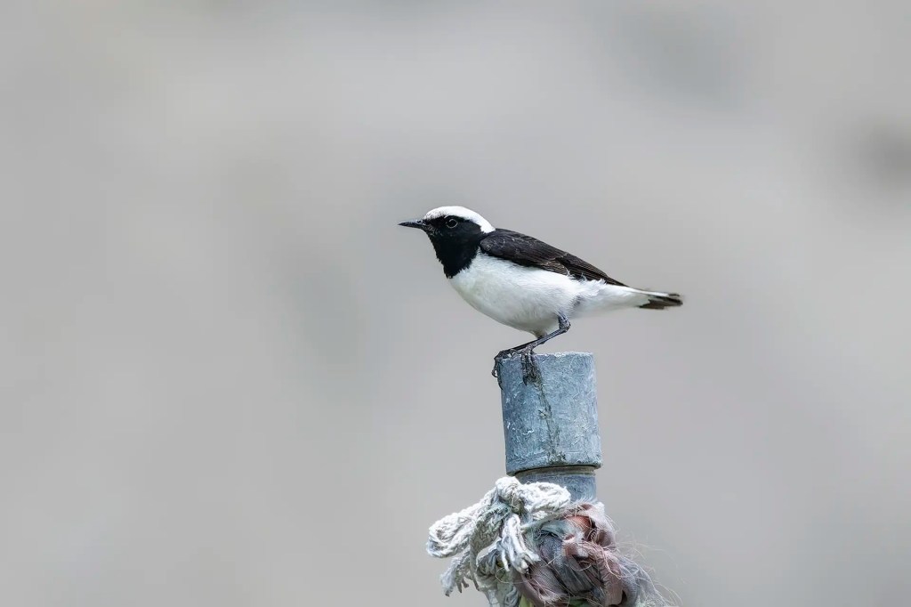 Male Pied Wheatear in breeding plumage perched on a metal post in Aryan Valley Ladakh