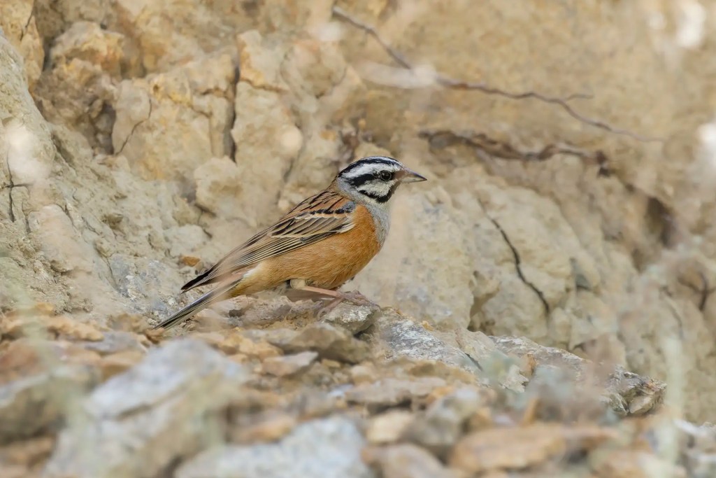Rock Bunting standing on rocky ground with a textured hillside background in Dah Aryan Valley Ladakh
