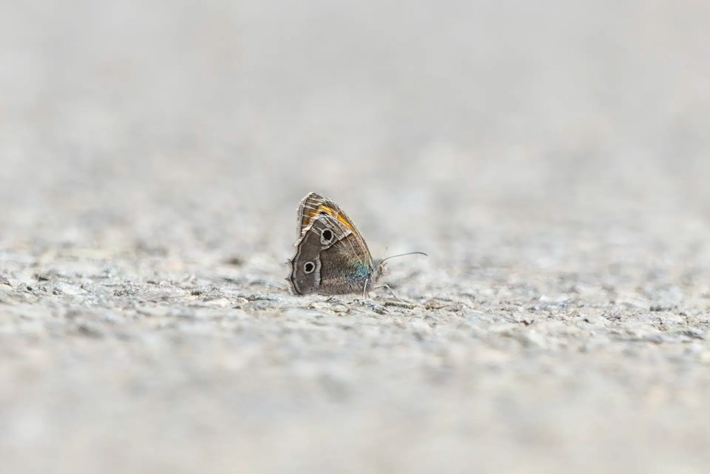 Short-branded Meadowbrown butterfly resting on a dusty road with a blurred background near Batalik Ladakh