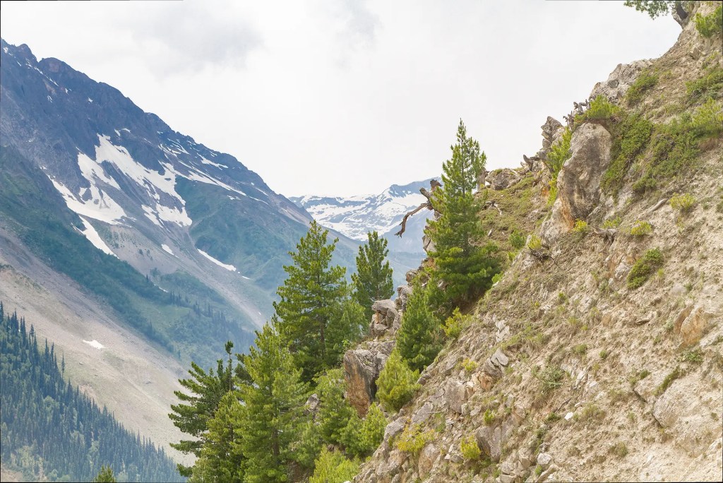 Dead tree branch on rocky mountain slope with conifer trees and snow-capped peaks near Zoji La Ladakh